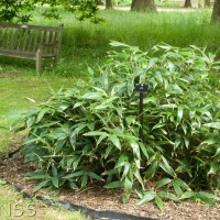 Broad-leaved Bamboo